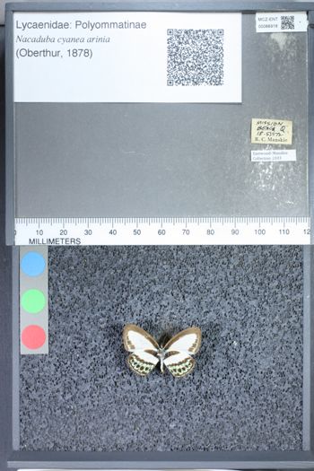 Media type: image;   Entomology 66918